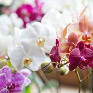 Orchidées