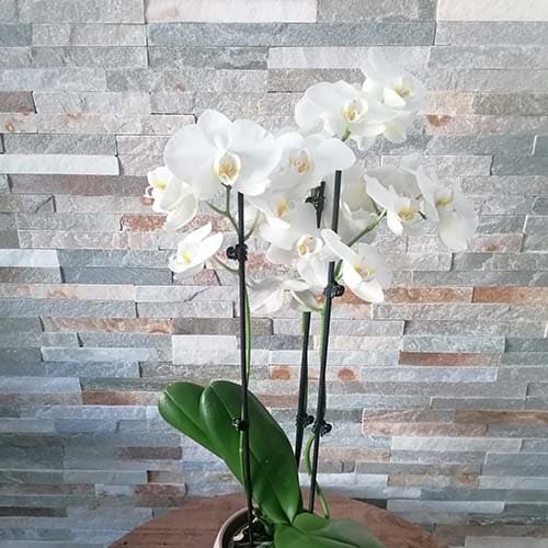 Orchidée Blanche(Phalaenopsis) 2 tiges avec cache pot - Donaliflor