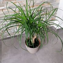 Plante d'intérieur Beaucarnea