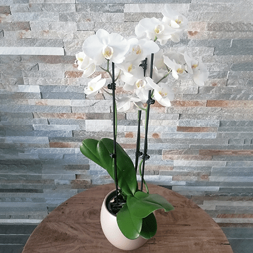 Orchidée Blanche(Phalaenopsis) 2 tiges avec cache pot – Donaliflor