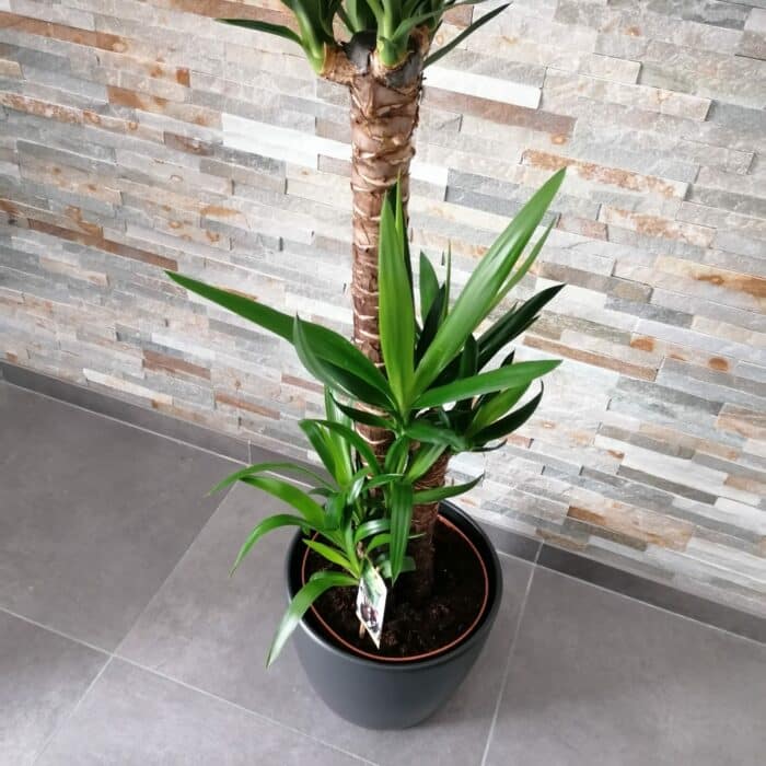 Plante intérieur Yuca