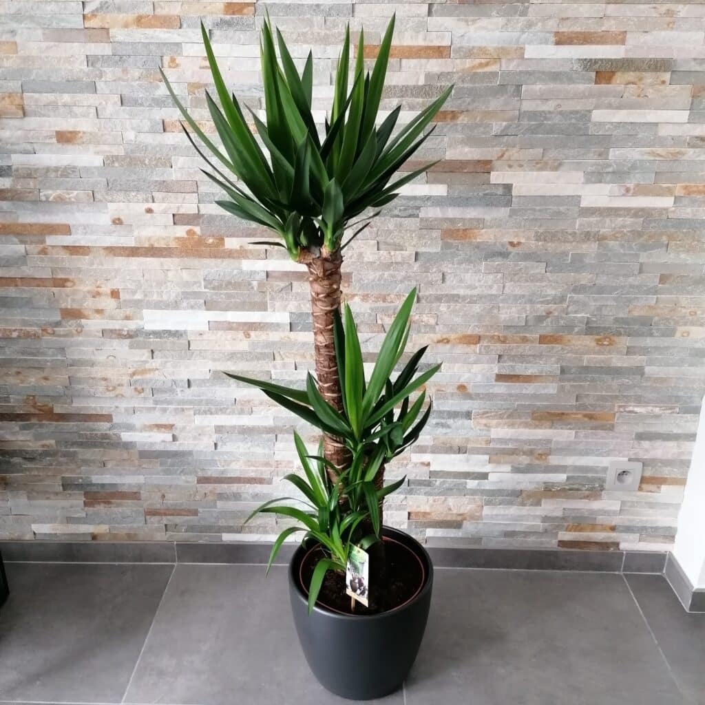 Plante Yuca