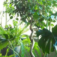 Plantes et Jardin