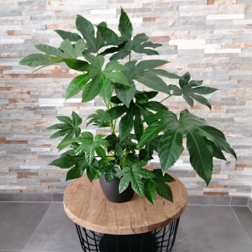 Plante intérieur Aralia