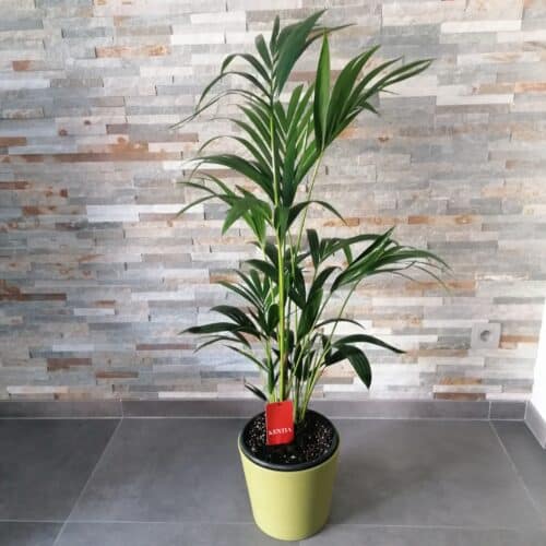 Plante Kentia palm