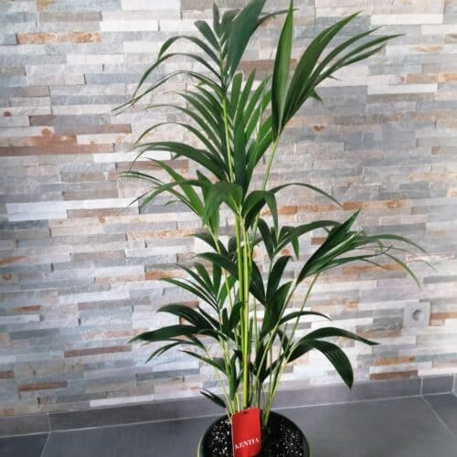 Plante d'intérieur Kentia palm