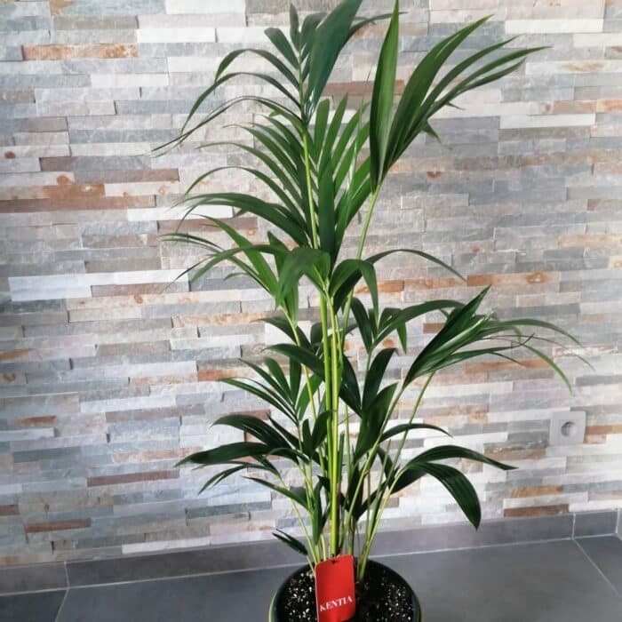 Plante d'intérieur Kentia palm