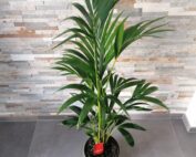 Plante d'intérieur Kentia Palm