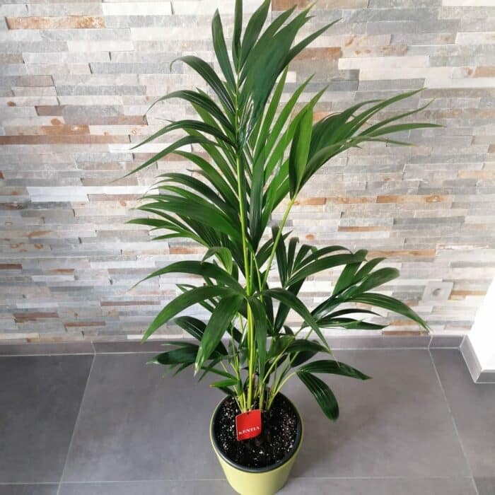 Plante d'intérieur Kentia Palm