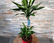 Plante d'intérieur Dracena
