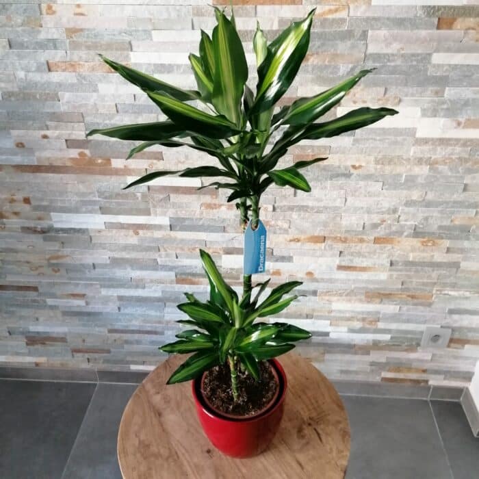 Plante d'intérieur Dracena