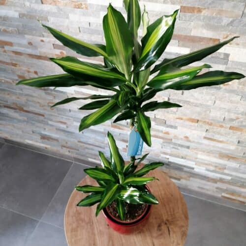 Plante Dracena