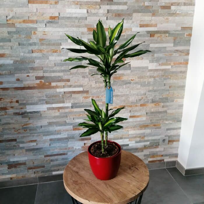 Plante Dracena