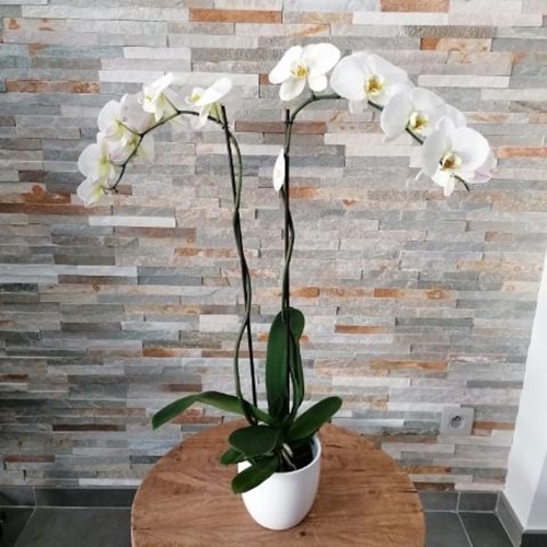 Orchidée Blanche (Phalaenopsis) 2 Hautes tiges avec cache pot - Donaliflor