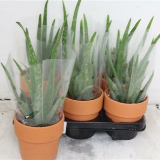 Aloe Vera Roodsteen