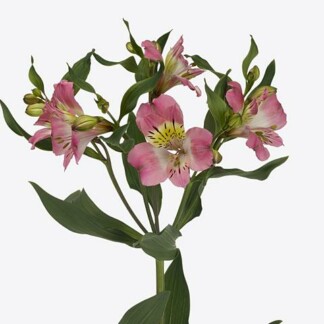 Alstroemeria Beluga