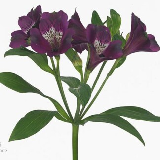 Alstroemeria Carline