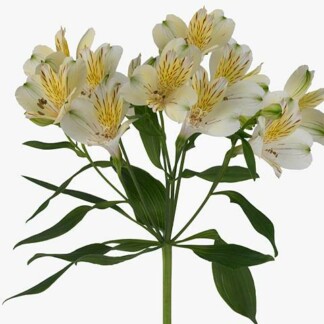 Alstroemeria Cream Valley