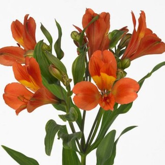 Alstroemeria Dancing Queen