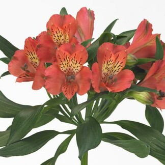 Alstroemeria Estee