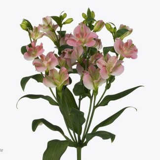 Alstroemeria Fl Charmelia