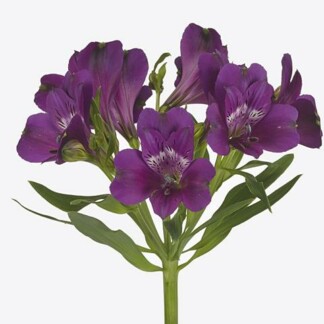 Alstroemeria Maracana