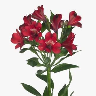 Alstroemeria Noize