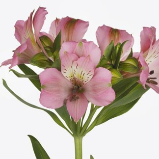 Alstroemeria Posh Rose