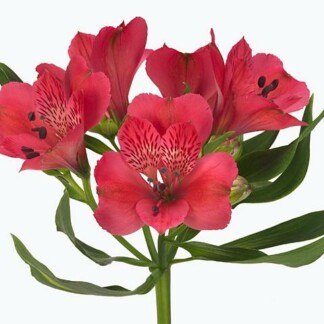 Alstroemeria Rome