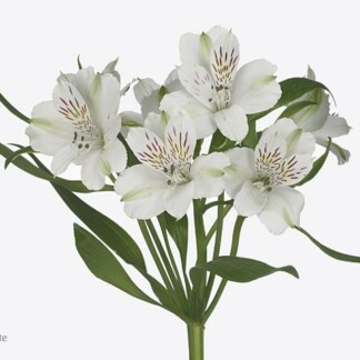 Alstroemeria Virginia