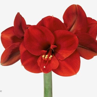 Amaryllis Ga Ferrari