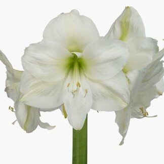 Amaryllis Ga Mont Blanc