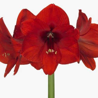 Amaryllis Ga Rouge Lion