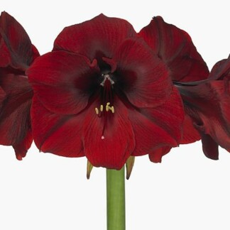 Amaryllis Ga Royal Velvet