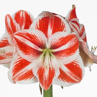 Amaryllis Ga Superstar