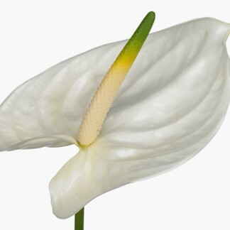 Anthurium A Adina