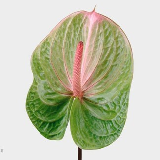 Anthurium A Avo Danielle