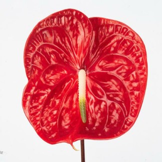 Anthurium A Calisto