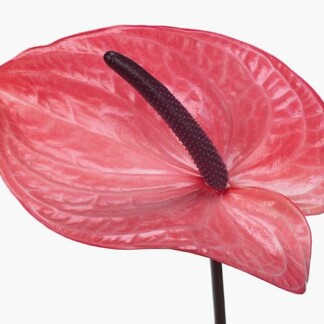 Anthurium A Candy