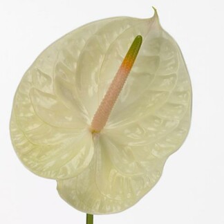 Anthurium A Champagne