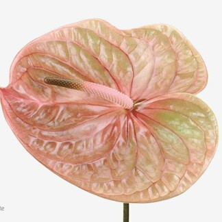 Anthurium A Cognac