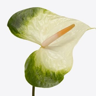 Anthurium A Denali