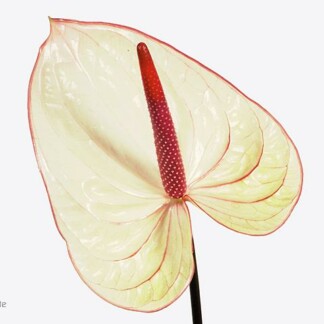 Anthurium A Fantasia