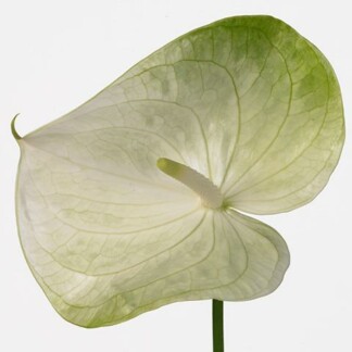 Anthurium A Grace