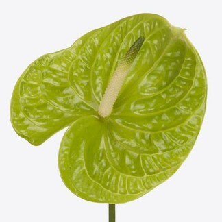 Anthurium A Grand Slam