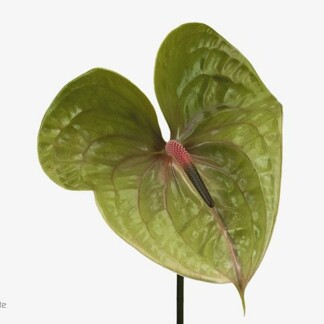 Anthurium A Lentisque