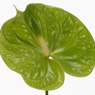 Anthurium A Midori