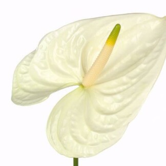 Anthurium A Moments