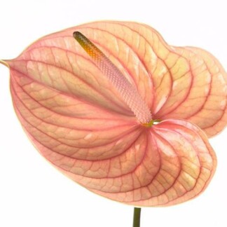 Anthurium A Nunzia