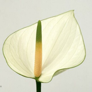 Anthurium A Snowy